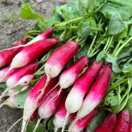 rzodkiewka-18-dniowa-wczesna-smaczna-szybko-rosnie-5g-nasiona-warzyw