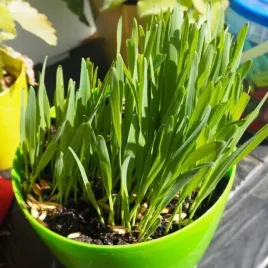 owies-wielkanocny-nasiona-ozdoba-dekoracja-stolu-wielkanocny-wielkanoc-30g