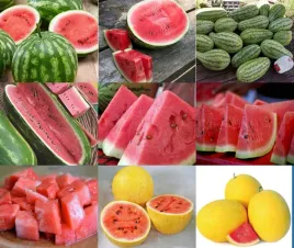 arbuz-mix-odmian-citrullus-pyszny-plenny-slodki-soczysty-i-chrupki-1g