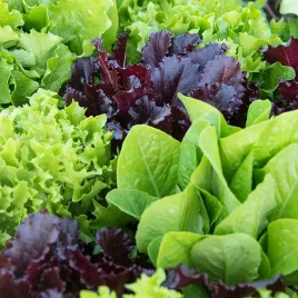 salata-mix-odmian-nasiona-salat-mieszanka-krucha-maslowa-1g
