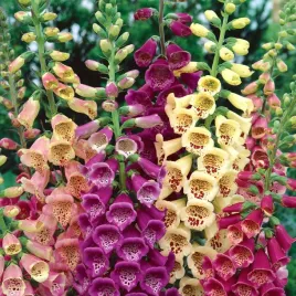 naparstnica-purpurowa-mix-nasiona-nakrapiana-na-rabaty-dzialka-ogrod