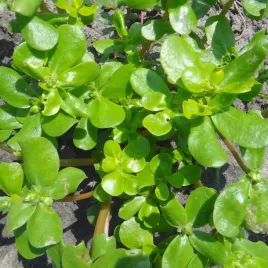 portulaka-warzywna-nasiona-smaczna-superfood-przeciwutleniacze-omega-3-1g