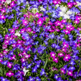 lobelia-zwisajaca-mix-01g-nasiona-kwiatow-lobelii-mieszanka-taras-rabaty