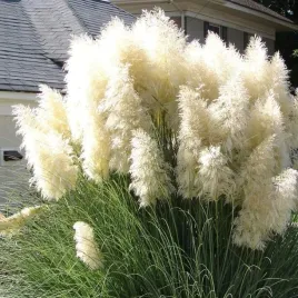 trawa-pampasowa-nasiona-pierzaste-kwiatostany-najokazalsze-gesta-piekna-01