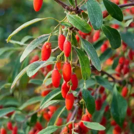 jagody-goji-nasiona-jagod-zyciodajne-owoce-antynowotworowe-mrozoodporne