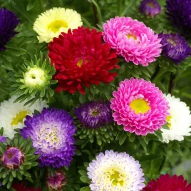 aster-karlowy-mix-nasiona-mieszanka-nasion-kolorow-astra-na-rabaty-1g