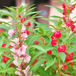 balsamina-kameliowa-karlowa-nasiona-na-rabaty-doniczkowa-mix-kwiaty-05g