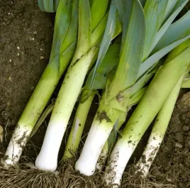 por-blauwgroene-winter-nasiona-pora-typ-alaska-pozny-odporny-na-mrozy-1g