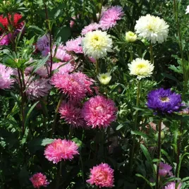 aster-peoniowy-wysoki-mix-pelne-roznobarwne-kwaty-jednoroczne-1g