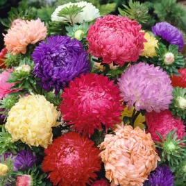 aster-peoniowy-nasiona-wysoki-mix-pelne-roznobarwne-kwaty-jednoroczne-1g