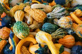 dynia-ozdobna-little-indian-mix-nasiona-kolorow-ksztaltow-na-kompozycje-2g