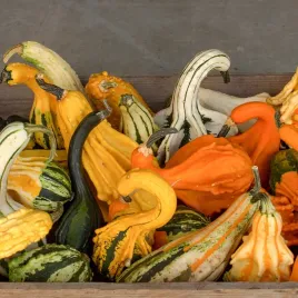 dynia-ozdobna-little-indian-mix-nasiona-mix-kolorow-i-ksztaltow-dyni-2g