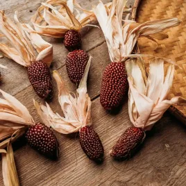 kukurydza-ozdobna-nasiona-truskawkowa-dekoracji-bukietow-suszki-wianki-2g