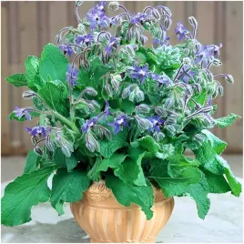 ogorecznik-jednoroczny-aromat-ogorka-vit-c-mangan-borago-officinalis-2g