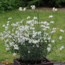 gaura-biala-nasiona-biale-kwiaty-do-ogrodu-laka-skalniak-mrozoodporne