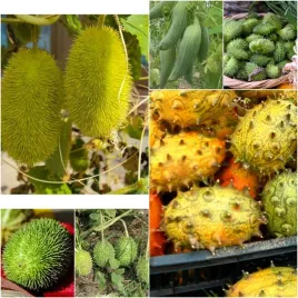 ogorek-ozdobny-mix-kolce-egzotyczne-dlugie-pedy-taras-balkon-ogrod-cucumis