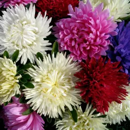 aster-igielkowy-wysoki-mix-kolorow-1g-nasion-nasiona-kwiatow-na-rabaty