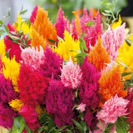 celozja-pierzasta-mix-mieszanka-celosia-kolorowe-kwiaty-pioropusze-ogrod