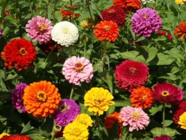 cynia-daliowa-mieszanka-mix-kolorow-nasion-nasiona-kwiatow-do-ogrodu-1g