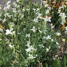 gaura-biala-nasiona-kwiatow-biale-kwiaty-do-ogrodu-skalniak-mrozoodporne