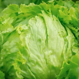 salata-krucha-lodowa-krolowa-lata-wczesna-nasiona-salaty-warzyw-1g