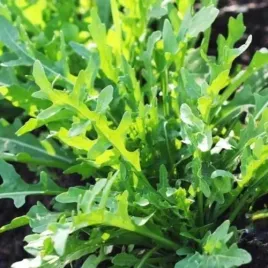 rukola-dzika-wieloletnia-nasiona-pikantne-liscie-rukoli-do-salatek-1g