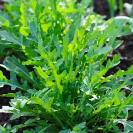 rukola-dzika-wieloletnia-nasiona-pikantne-liscie-rukoli-do-salatek-1g