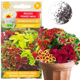 koleus-pokrzywka-02g-nasiona-kwiatow-rainbow-mixture-mix-mieszanka