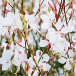 gaura-biala-nasiona-kwiatow-biale-kwiaty-do-ogrodu-skalniak-mrozoodporne