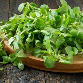 roszponka-warzywna-nasiona-roszponki-bogate-w-witaminy-salata-1g-witamina-c