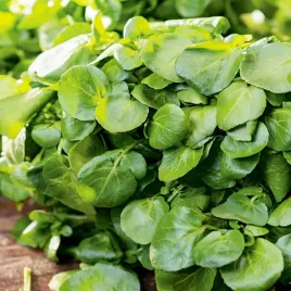 rukiew-wodna-nasiona-warzyw-plenna-superfood-witamin-salatek-kanapek-odporn