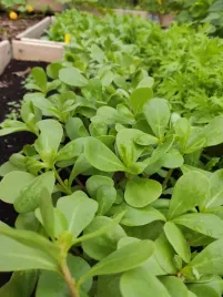 portulaka-warzywna-nasiona-1g-toraf-smaczna-zrowa-superfood-omega-3