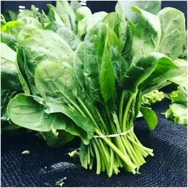 szczaw-nasiona-wieloletni-witaminy-zelazo-potas-mrozoodporny-3g-salatek