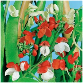 fasola-ozdobna-mix-nasiona-jednoroczna-murkow-altan-tarasow-6szt