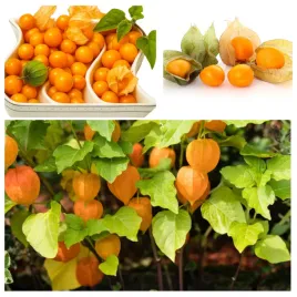 rodzynek-brazylijski-nasiona-jagoda-inkaska-ozdobna-jadalna-owoce-lecznicze