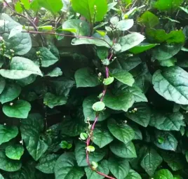 szpinak-malabarski-purpurowy-pnacy-jadalny-ozdobny-antybakteryjny-chrupiacy