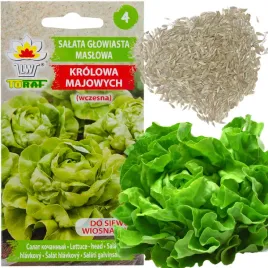 salata-maslowa-krolowa-majowych-wczesna-jedrna-nasiona-salaty-2g