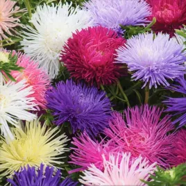 aster-igielkowy-wysoki-mix-kolorow-1g-nasion-nasiona-kwiatow-na-rabaty