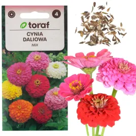 cynia-daliowa-mieszanka-mix-kolorow-1-gram-nasion-nasiona-kwiatow-do-ogrodu