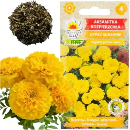 aksamitka-rozpierzchla-gypsy-sunshine-niska-nasiona-aksamitki-zolta-1g
