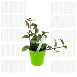 etykiety-tabliczki-do-opisywania-roslin-nasion-sadzonek-znaczniki-az-100szt