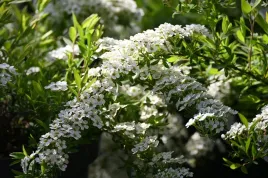 tawula-szara-grefsheim-spiraea-cinerea