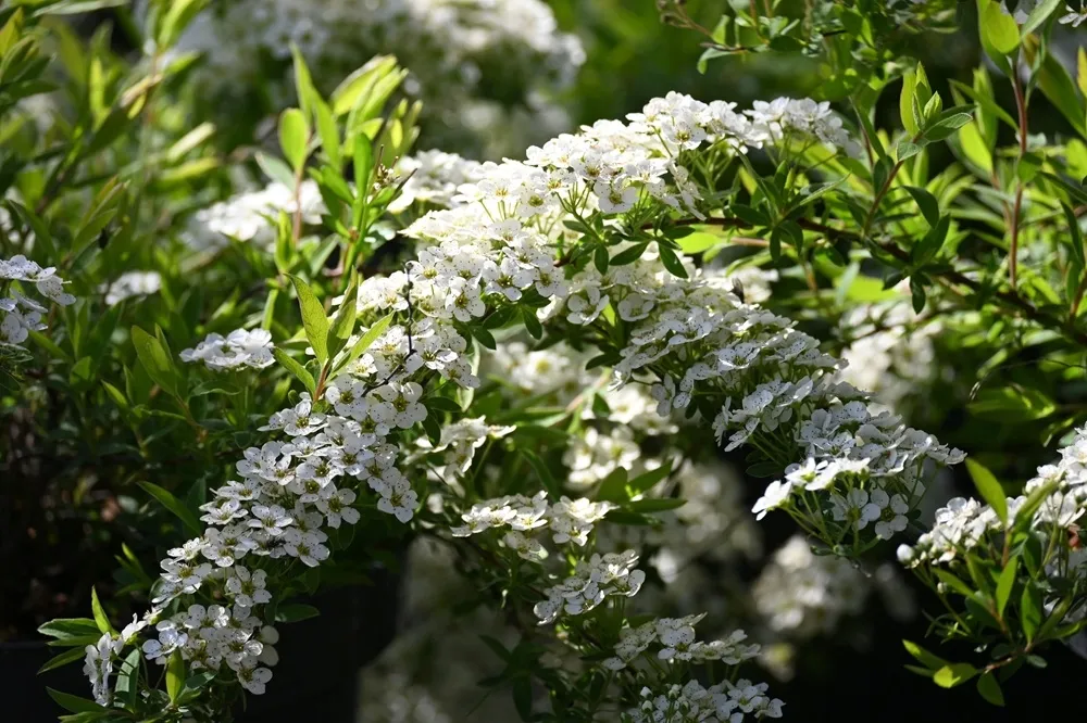 tawula-szara-grefsheim-spiraea-cinerea