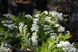 tawula-szara-grefsheim-spiraea-cinerea-rodzaj-rosliny-tawuly