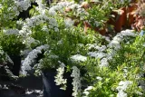 tawula-szara-grefsheim-spiraea-cinerea-producent-greenflora