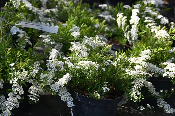tawula-szara-grefsheim-spiraea-cinerea-nazwa-lacinska-inna
