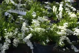 tawula-szara-grefsheim-spiraea-cinerea-nazwa-lacinska-inna