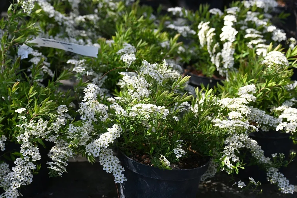 tawula-szara-grefsheim-spiraea-cinerea-rodzaj-rosliny-tawuly