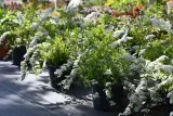tawula-szara-grefsheim-spiraea-cinerea-rodzaj-rosliny-tawuly-producent-greenflora