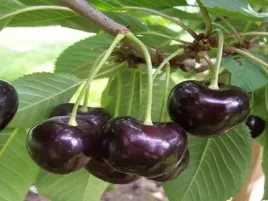 czeresnia-karina-2-102